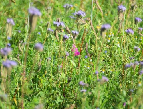 Hege im Revier: Wildacker-Saatgut jetzt bestellen