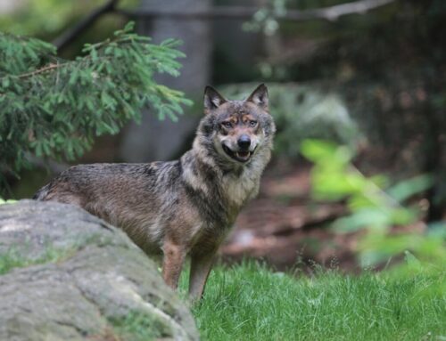 Wolf: EU stimmt für niedrigeren Schutzstatus