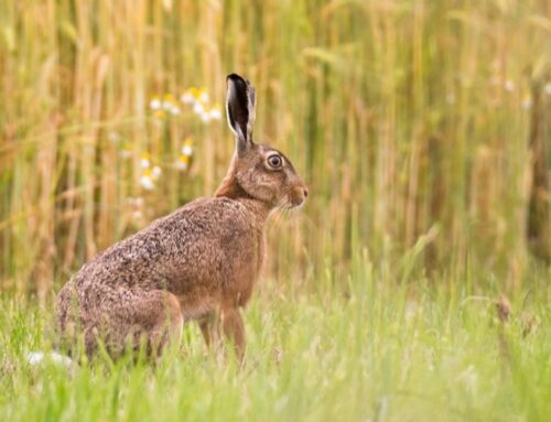 Niederwild: Myxomatose beim Feldhasen