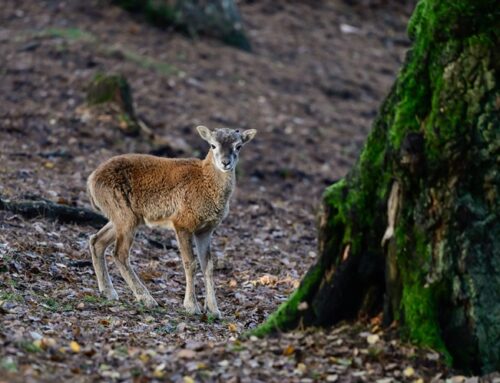 Blauzungenkrankheit: Erster Nachweis bei Wildwiederkäuer