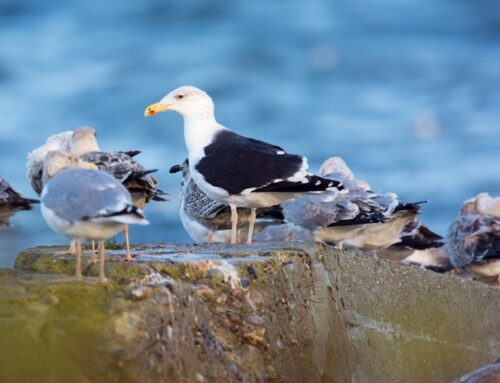 Geflügelpest in Schleswig-Holstein: Erster Nachweis bei einem Wildvogel im Herbst 2024