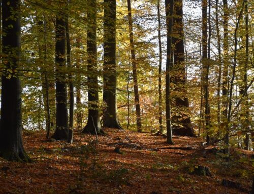 Waldwirtschaft: Hegelehrrevier erneut PEFC-zertifiziert