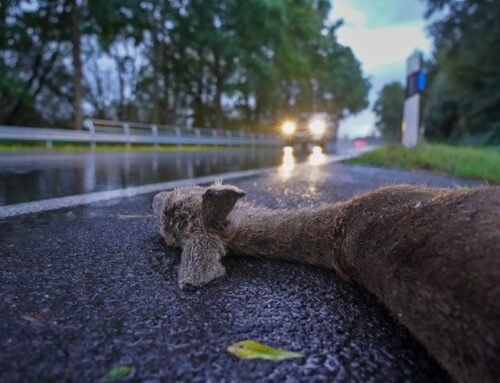 Achtung: Wildunfälle jetzt besonders wahrscheinlich!