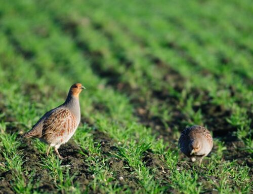 Wettbewerb gestartet: Niederwildrevier des Jahres gesucht