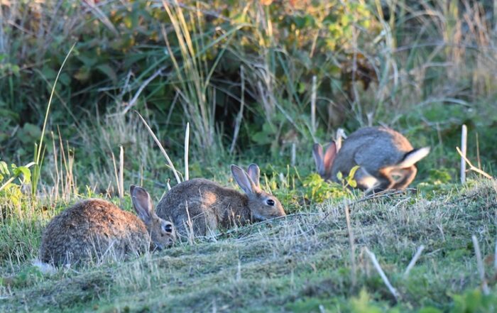 Wildkaninchen (Bild Reiner Bernhardt)