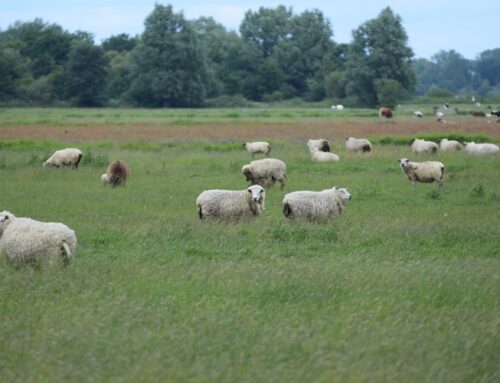 Biosicherheitsmaßnahmen konsequent einhalten: Maul- und Klauenseuche in Brandenburg ausgebrochen