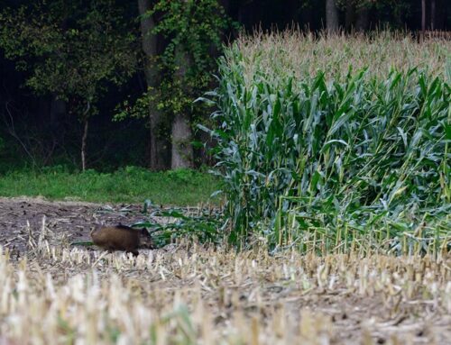 Jetzt anmelden zum Wild- und Jagdschadensseminar