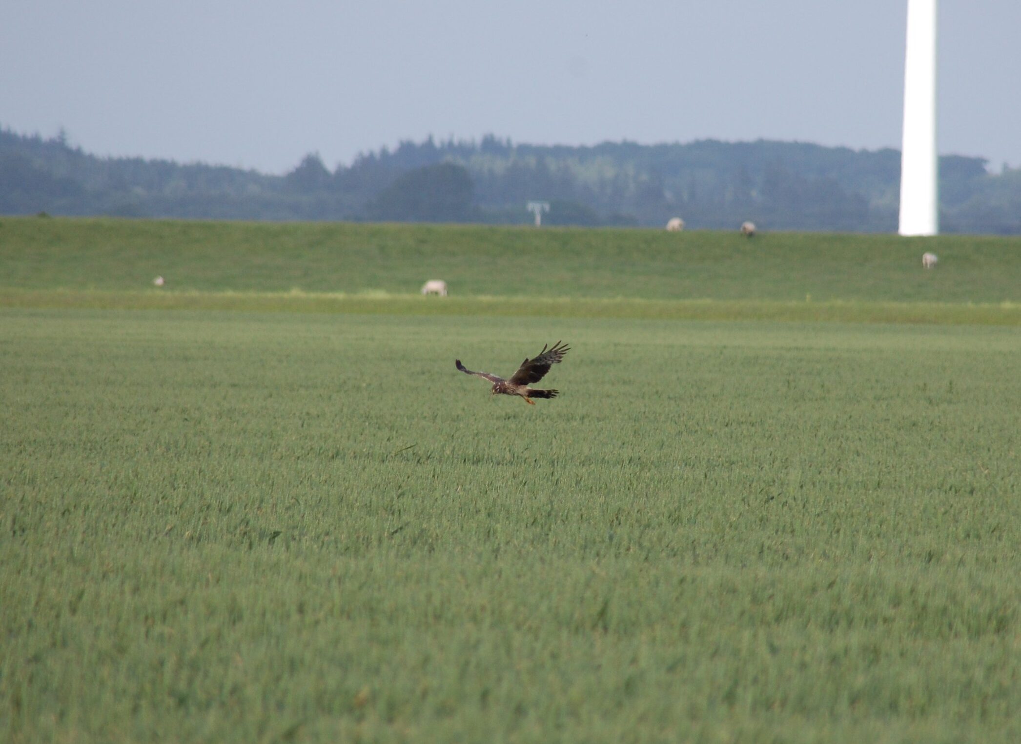 Wiesenweihe beim Nestbau (Bild: Hertz-Kleptow/LJV)