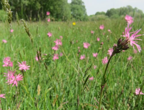 Hinweis zu Betretungen: Landesweite Biotopkartierung wird fortgesetzt mit Schwerpunkt Grünland
