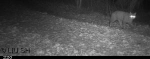 Der Nachweis erfolgte mittels einer Wildkamera Wildkatze (Quelle Wolfsmanagement LfU SH)