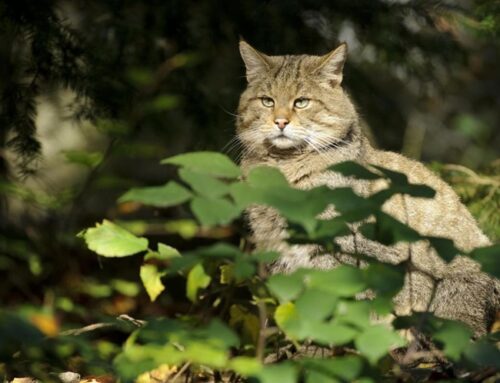 Wildkatze in Schleswig-Holstein: Erster Nachweis seit dem Mittelalter