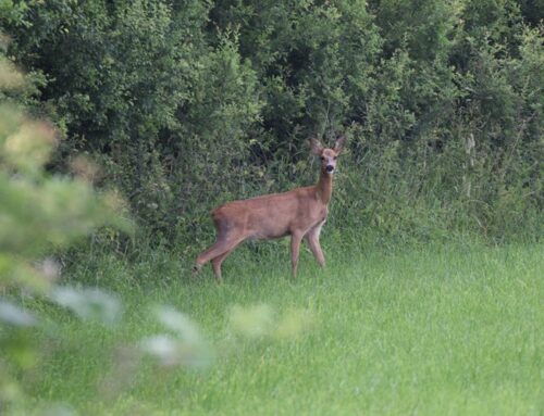 Blauzungenkrankheit: Monitoring unterstützen, Wildbestände schützen