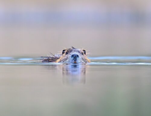 Web-Seminar zur Nutria: Eine invasive Art auf dem Vormarsch