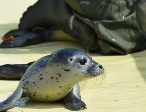 Erste Heuler der Saison in Friedrichskoog eingetroffen