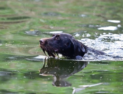 Hundeausbildung: Wasserübungsfläche kostenlos buchen
