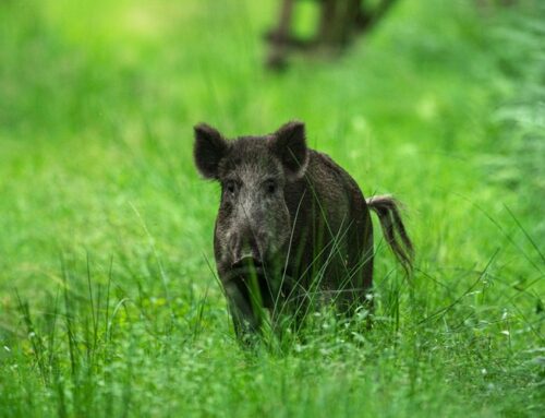 Afrikanische Schweinepest in Nordrhein-Westfalen: Schleswig-Holstein mahnt zu Wachsamkeit