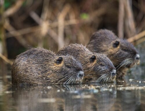 Invasive Nutria hat ihr Vorkommen verdoppelt