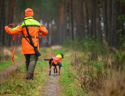 Hundeausbildung: Workshop Riemenarbeit