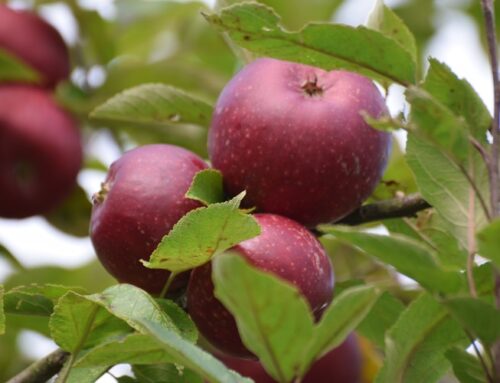 Seminar: Obstbaumschnitt für Garten und Streuobstwiese