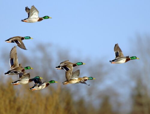 Niederwildhege: Schwingenmonitoring startet