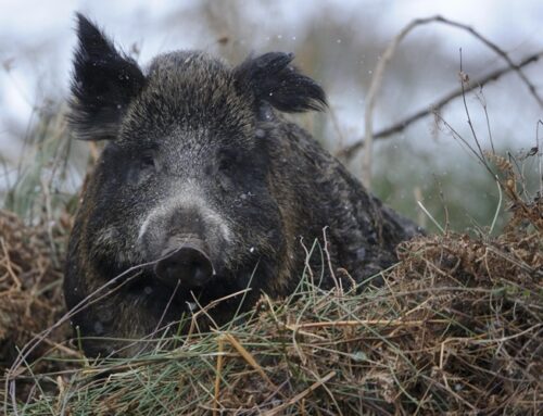 Afrikanische Schweinepest: Fallwild-Monitoring als Frühwarnsystem