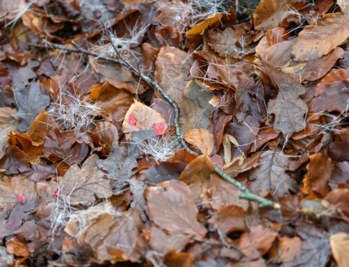 Jagdpraxis: „Anschuss-Seminar“ mit Dennis Möller