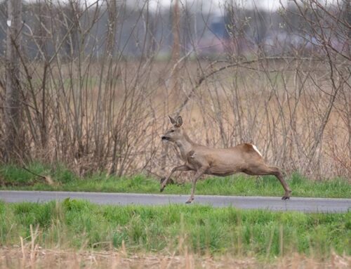 Silvester & Feuerwerk: Rücksicht auf Wildtiere nehmen