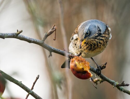 OUTDOOR 2026: Vorbestellungen für die Landespflanzenbörse jetzt möglich