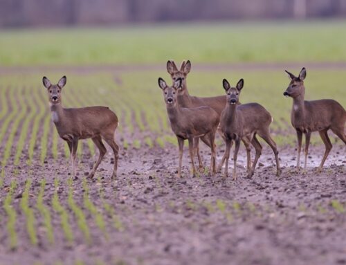 Nordfriesland: Notzeit mit sofortiger Wirkung aufgehoben