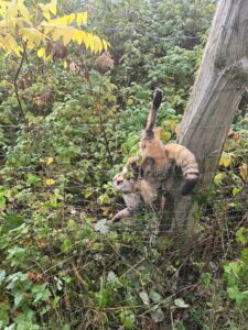 Durch beherztes Eingreifen konnte Jäger Jan Haberkamm die Wildkatze befreien (Bild Jan Haberkamm)