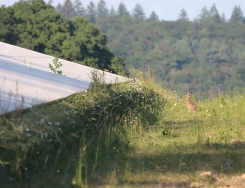 Photovoltaik: Neue Broschüre für wildtierfreundliche Gestaltung von Solarparks