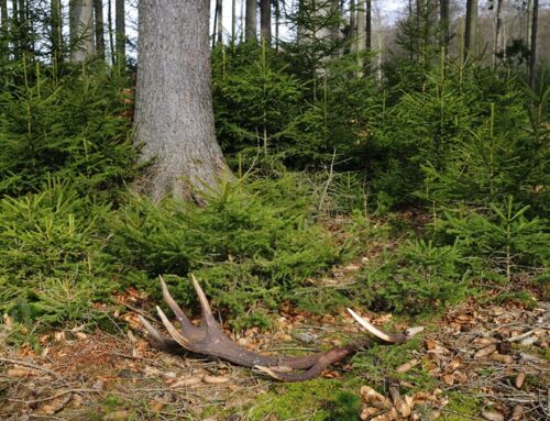 Im Spätwinter zählt Rücksicht: Warum Hirsche jetzt Ruhe brauchen und Abwurfstangen tabu sind