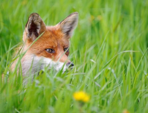 Geflügelpest: Aufruf zur Untersuchung von Raubwild