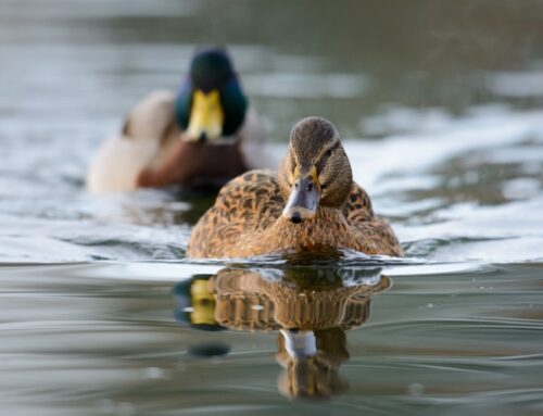 Online Vortrag: Unsere Enten – Ein Überblick, wie man sie anspricht und wie es um ihre Besätze steht