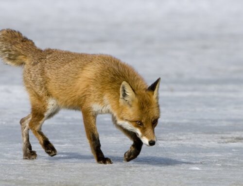 Geflügelpest: Aufruf zur Untersuchung von Raubwild