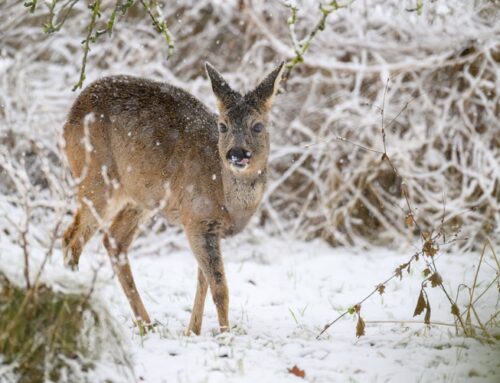 Witterungslage: Kreis Schleswig-Flensburg hebt Fütterungsverbot vorübergehend auf