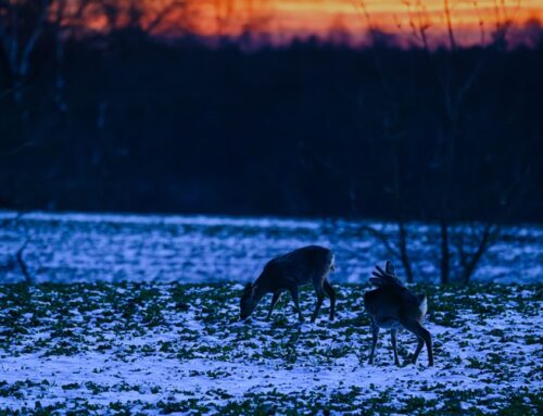 Kreis Schleswig-Flensburg: Aufhebung der festgestellten Notzeit