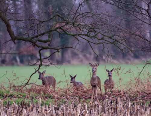 Seminar: Moderne Rehwildbewirtschaftung  in der Kulturlandschaft