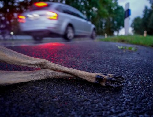 Rehe haben keine Uhr: Zeitumstellung erhöht Wildunfallrisiko
