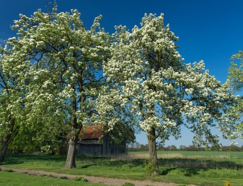 Outdoor 2026: Landespflanzenbörse für mehr Lebensräume im Revier