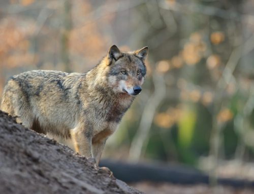 Wolf: Bundestag stimmt für Aufnahme ins Jagdrecht