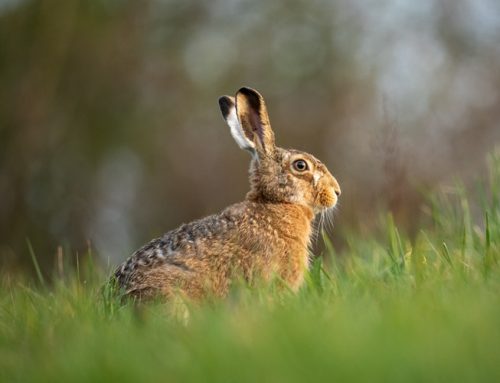 Feldhase: Erneut Rekordwert beim Feldhasen in Schleswig-Holstein