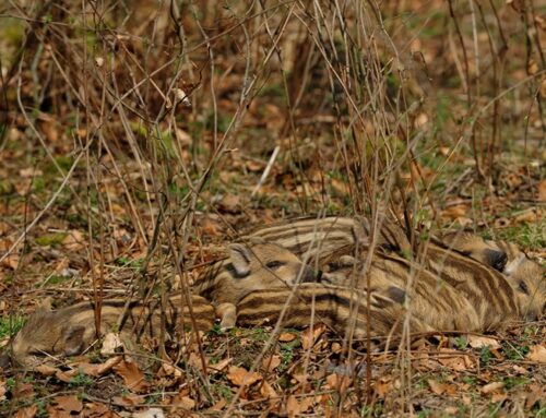 Brut- und Setzzeit: Die Natur hält sich an keinen Kalender