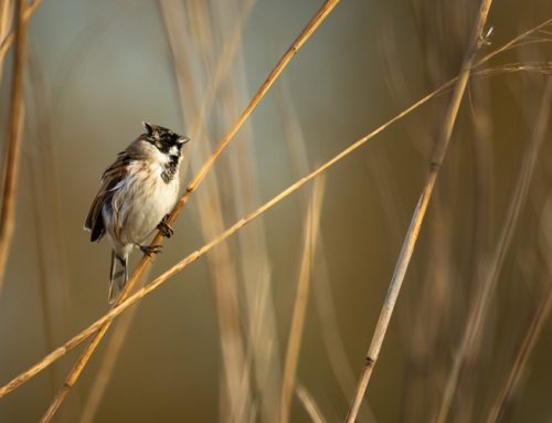 Aktionswoche Biologische Vielfalt: Landesjagdverband ruft zur Teilnahme auf