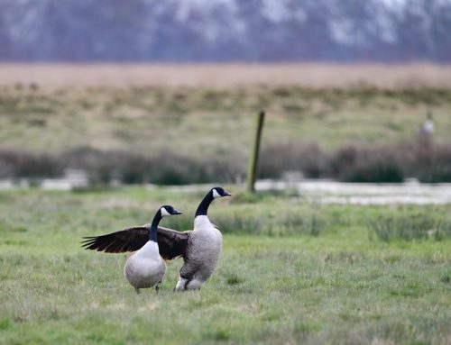 Wildgänse: Merkblatt zur Entnahme von Gelegen veröffentlicht
