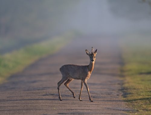 Stellungnahme zu Netzausbau: LJV fordert frühe Rücksicht auf Wildtierkorridore