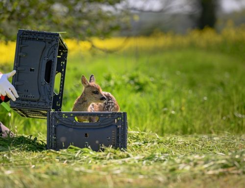 Gemeinsam für den Schutz von Rehkitzen und Bodenbrütern