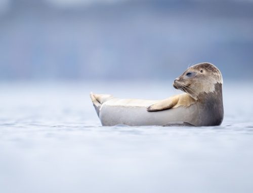 Wurfzeit im Wattenmeer: Abstand schützt Seehund-Nachwuchs