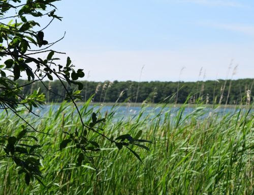 Selenter See: Lehrkräfte erwandern und erobern sich das Naturschutzgebiet