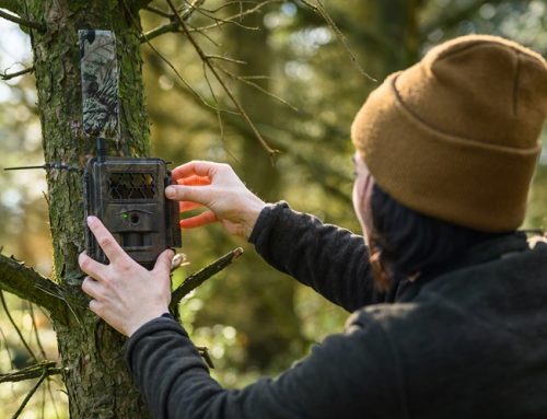 Künstliche Intelligenz erkennt Rothirsche am Gesicht: LJV stellt Ergebnisse von „Rotwild-ID“ vor